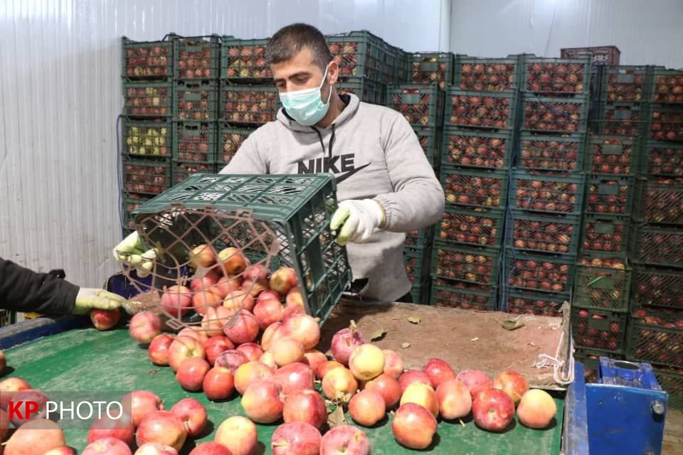وزیر جهاد کشاورزی: مردم برای حمایت از کشاورزان سیب ایرانی خریداری کنند!