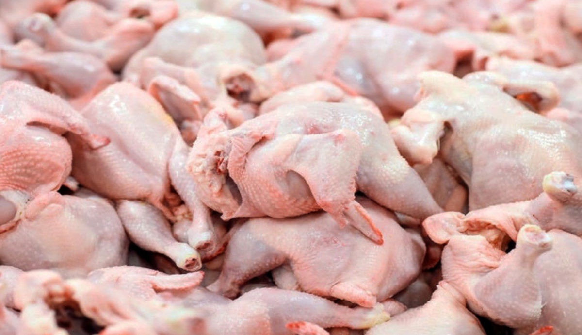 ۴ تن مرغ غیربهداشتی در کنگاور کشف شد