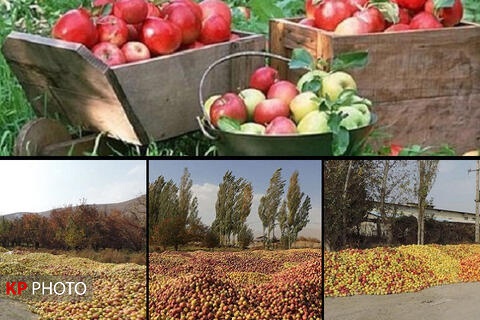 سامانه پیامکی توسعه بازار سیب آذربایجان غربی راه‌اندازی شد