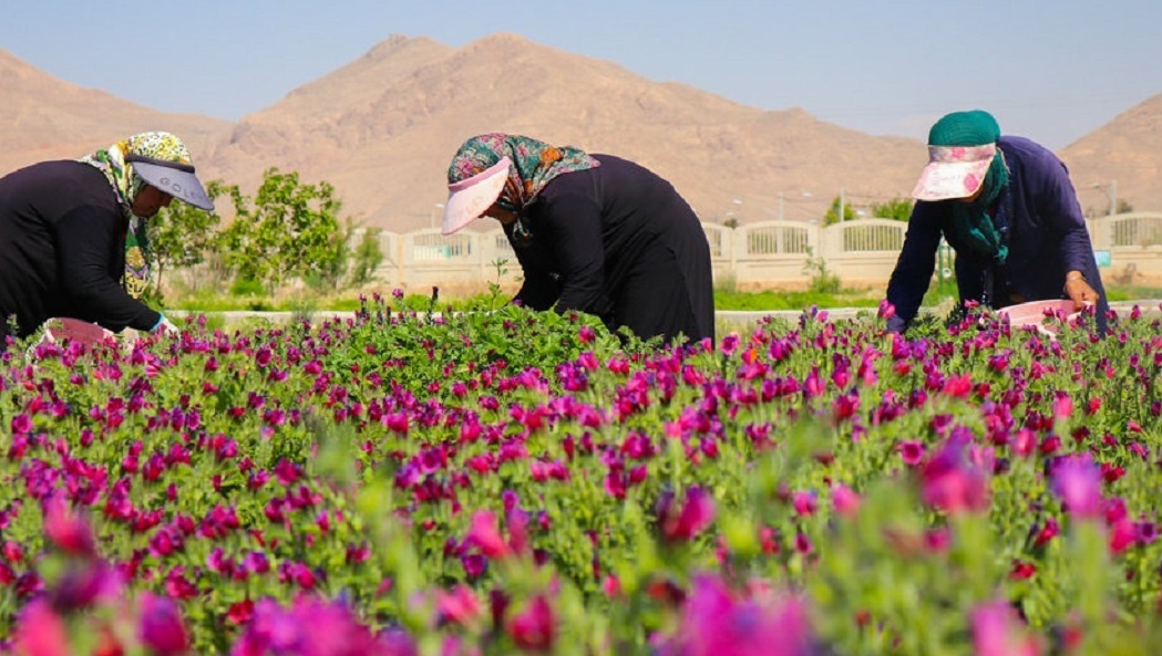 بستر سرمایه‌گذاری برای گیاهان دارویی در کرمانشاه فراهم است