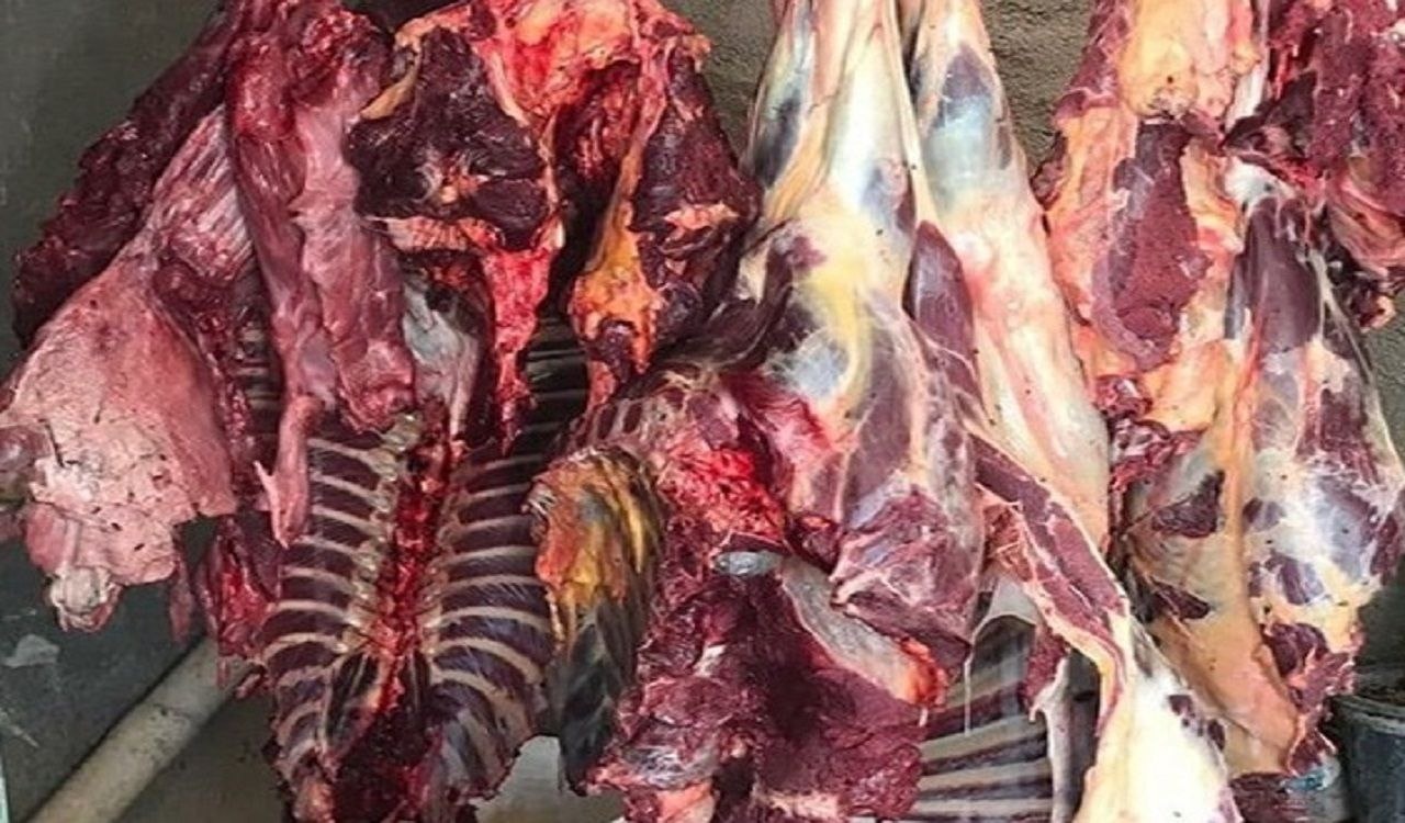 جمع آوری ۱/۵ تن گوشت کشتار غیرمجاز در کرمانشاه