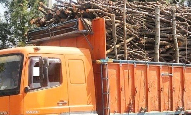 15 تن چوب قاچاق در دالاهو کشف شد