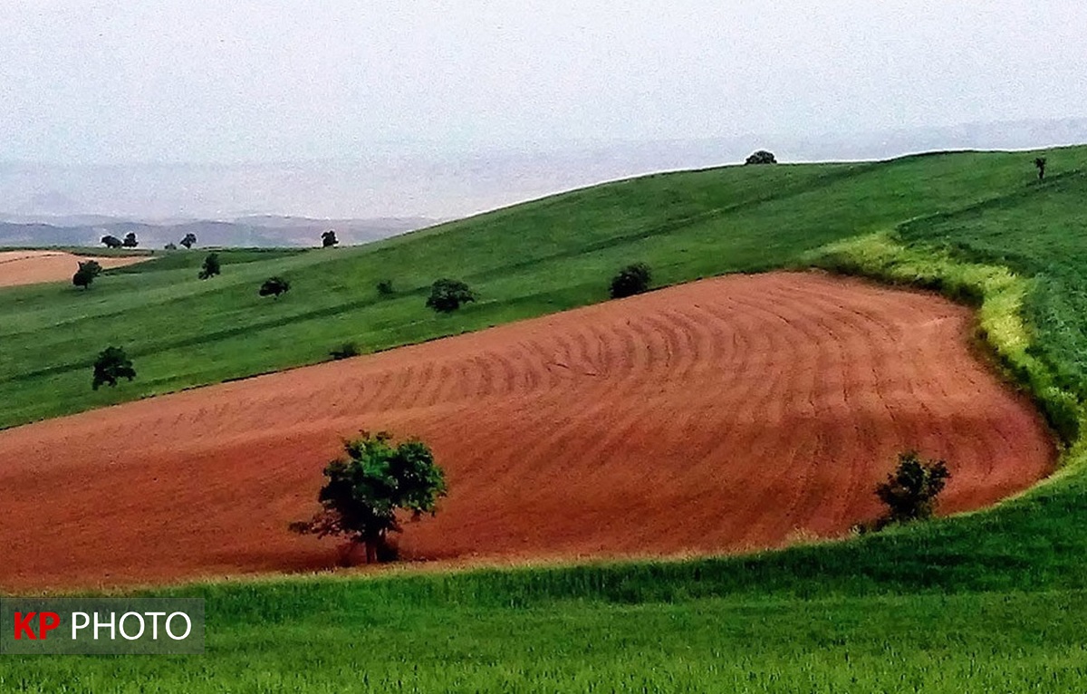 شناسایی ٢ هزار پلاک کشاورزی دارای تداخل  در آذربایجان غربی