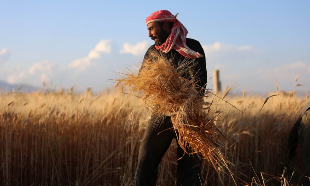 گندم کافی در اختیار داریم/ سوریه با کمبود مواد غذایی روبرو نیست