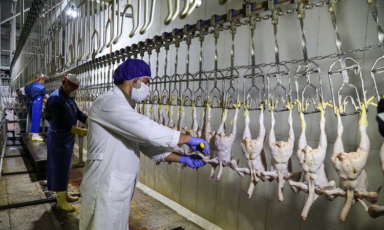 تعطیلی کشتارگاههای مرغ ایلام ممنوع و اخلال در بازار است