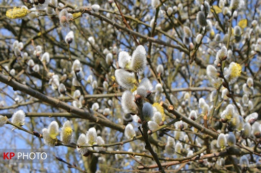 برداشت شکوفه‌های بهاری بیدمشک در ارومیه آغاز شد
