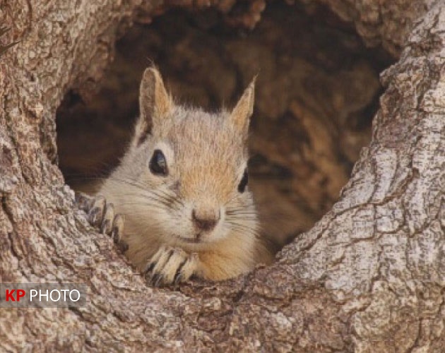 نای بریده جنگل های زاگرس زیر پای باندهای قاچاق سنجاب!