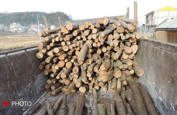 توقیف ١١ تن چوب جنگلی قاچاق در مهاباد