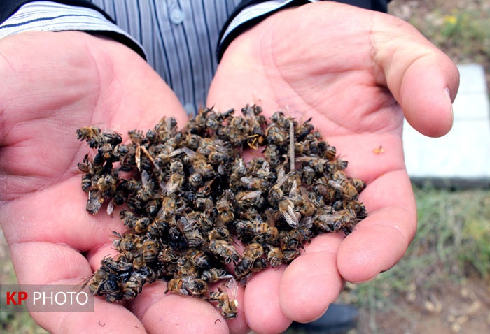 تلف شدن زنبورهای ۱۰ هزار کلنی عسل در مهاباد/ ابهام در کیفیت سموم کشاورزی!