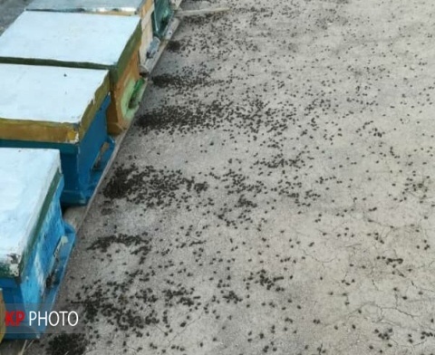 برخورد با متخلفان تلف شدن زنبورهای عسل مهاباد در دستور کار وزارت جهاد کشاورزی