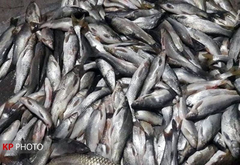 10 هزار تن ماهی خوراکی در کردستان تولید شد