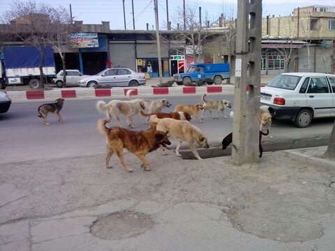 دادستان: سگ‌های ولگرد شهر ایلام ساماندهی می‌شوند