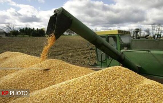 35 هزار تن گندم بذری در کردستان خریداری شد
