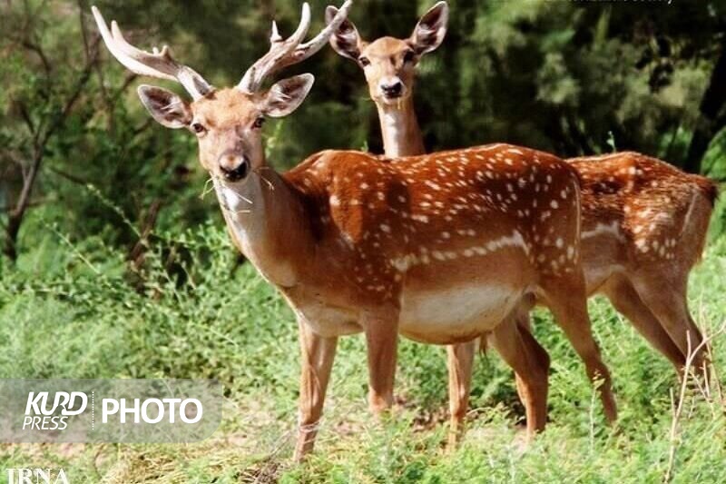 راه اندازی مرکز پایش حیات وحش جزایر دریاچه ارومیه