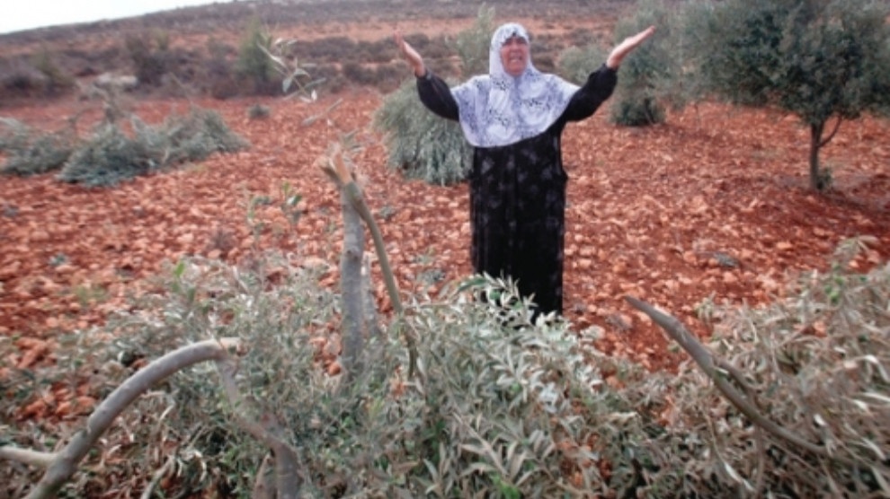 خطر نابودی باغ های زیتون عفرین توسط شورشیان وابسته به ترکیه