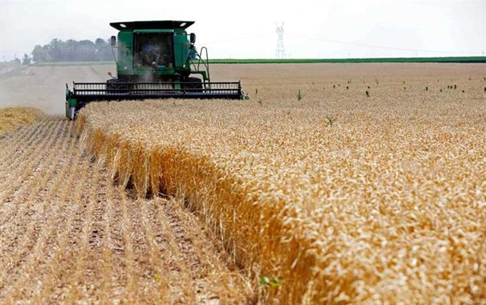 عراق واردات گندم را افزایش داد