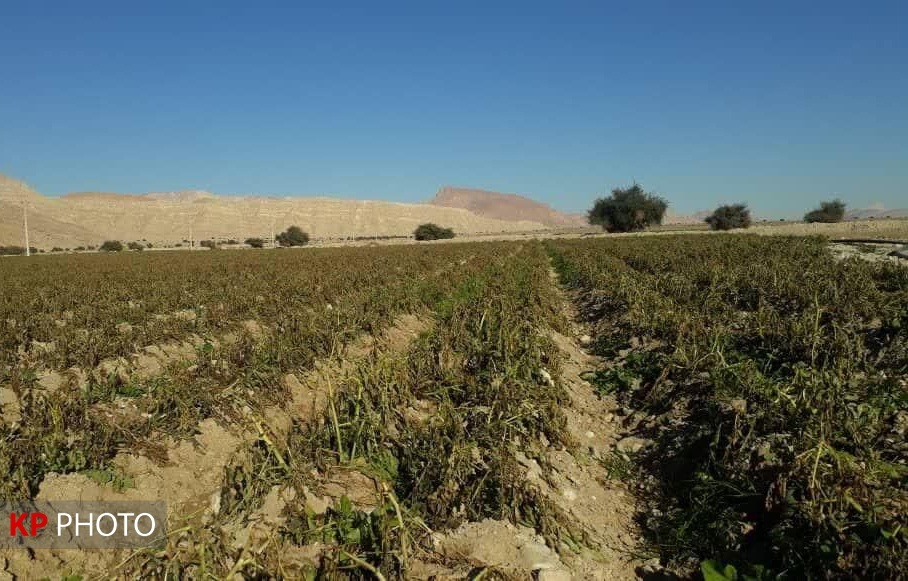 خسارت ١١٤ میلیارد ریالی بارش های بهاری به کشاورزان کردستانی