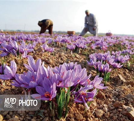 هزینه‌های بالای تولید زعفران در آذربایجان غربی و کاهش سوددهی