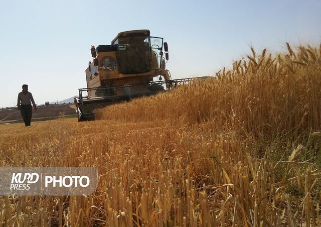 پیش بینی تولید یک میلیون تن گندم در کردستان