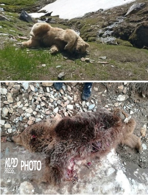 عامل کشتار خرس های قهوه ایی تکاب دستگیر شد