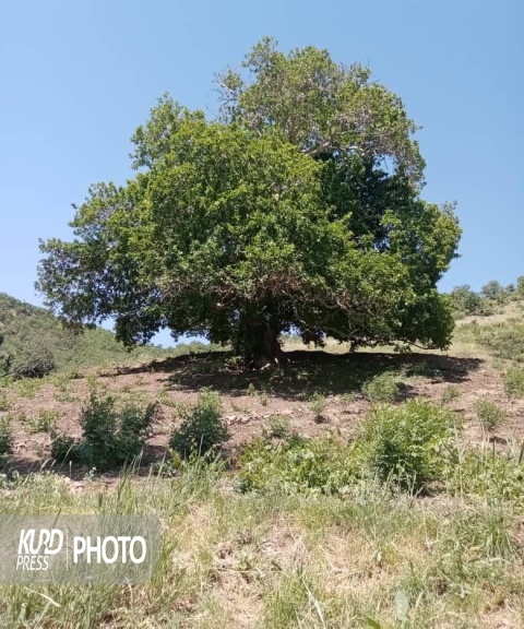 شناسایی درخت چنار ١٠٠ ساله در سردشت