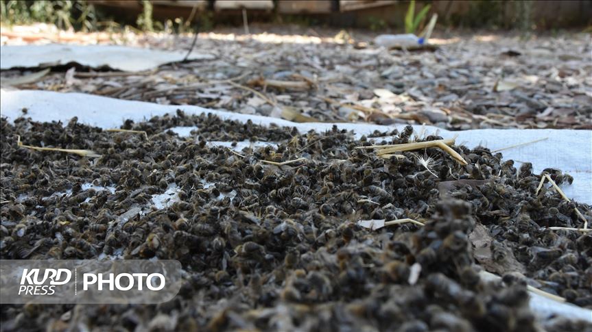 خسارت زنبورداران ناشی از سمپاشی تحت پوشش بیمه قرار می گیرد