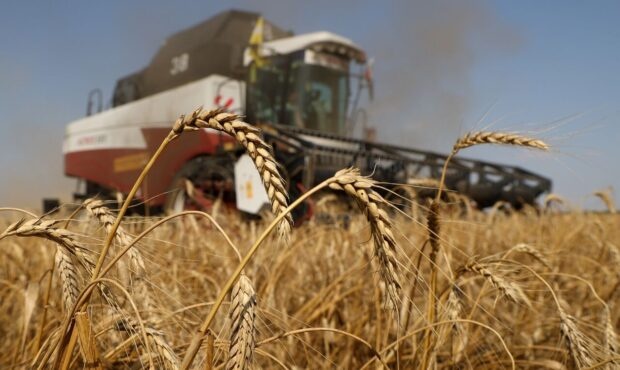 پول  گندم های خریداری شده از کشاورزان پرداخت شده است