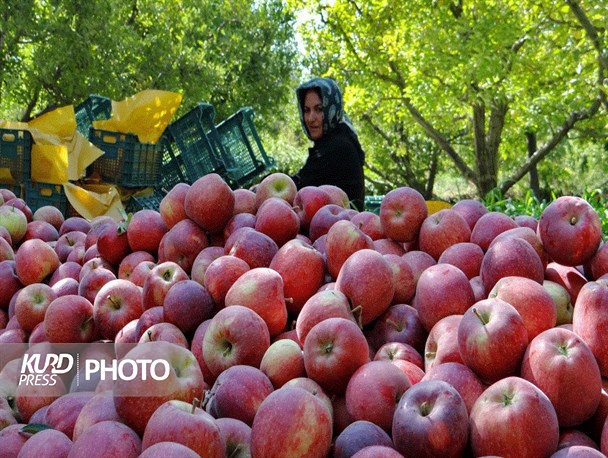 سالانه ٤٠ هزار باغدار آذربایجان غربی نگران فروش سیب هستند!