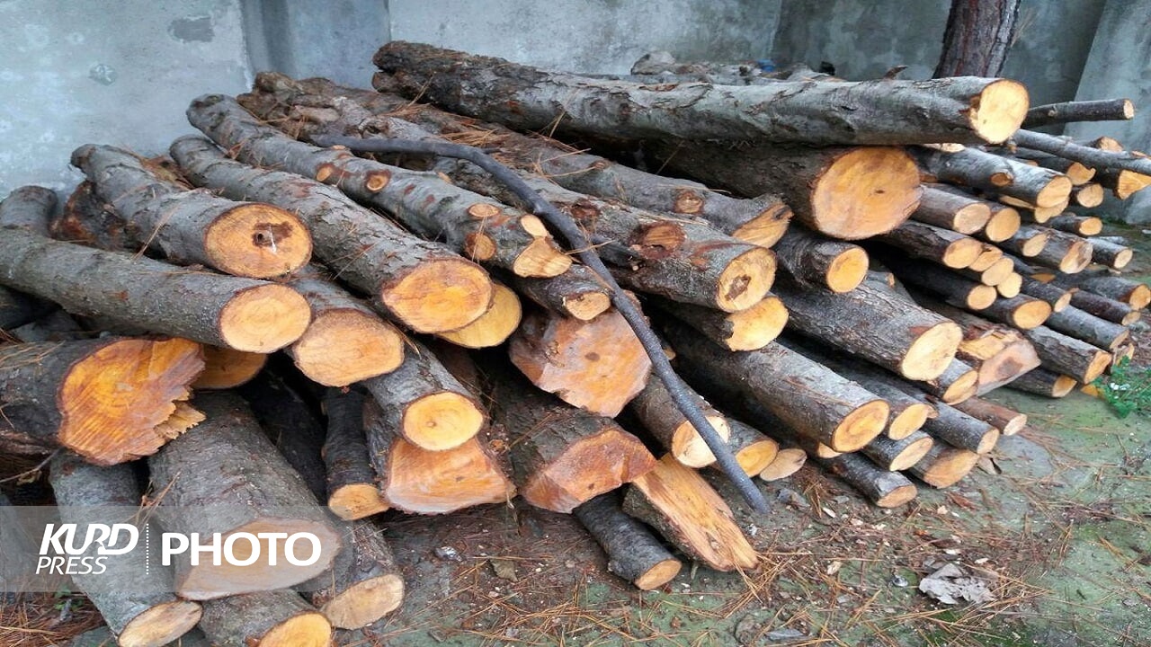 کشف محموله ٥ تنی چوب قاچاق در مهاباد