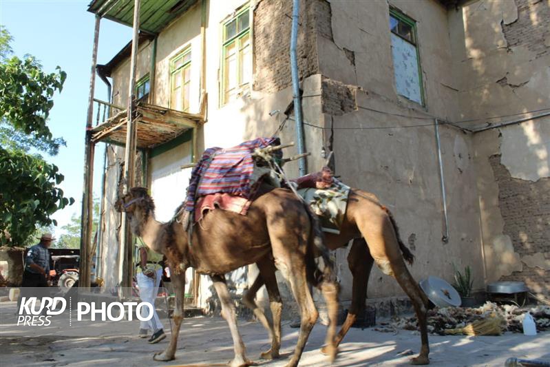 جهانگرد شترسوار وارد آذربایجان غربی شد