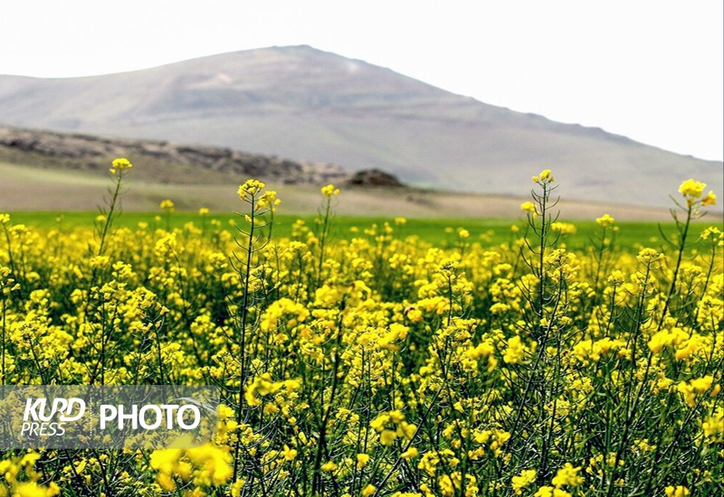 2720 تن کلزا در کردستان به طور تضمینی خریداری شد