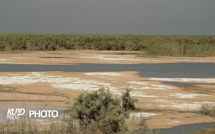 تالاب بین المللی«قوپی بابا علی»  مهاباد تنها ٢٥ درصد آب دارد