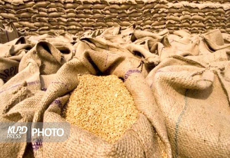 کشاورزان کردستانی ۴۸۷ هزار تن گندم تحویل دولت دادند