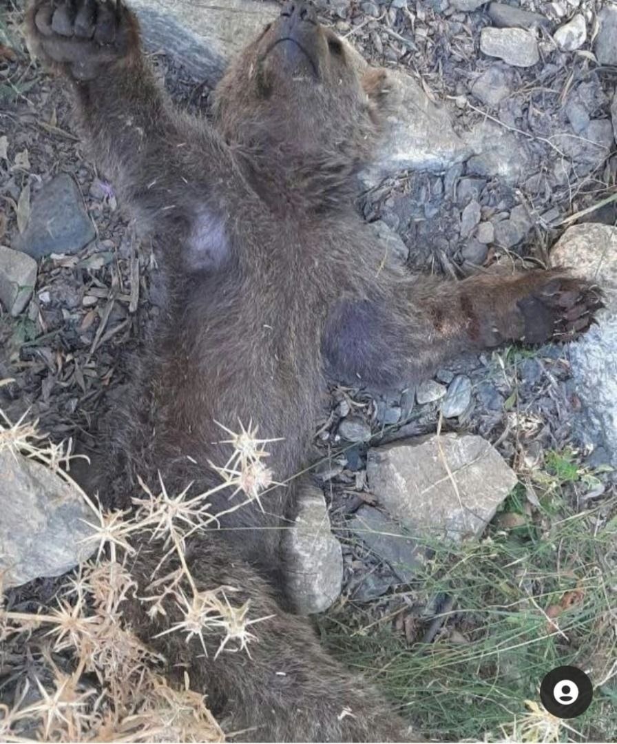 تلف شدن یک توله خرس در ارتفاعات پیرانشهر