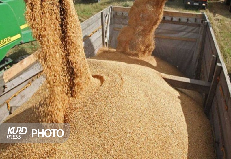 خریداری 529 هزار تن گندم مازاد بر نیاز از کشاورزان کردستانی