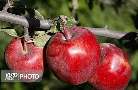 ایران جزو ۶ کشور برتر دنیا در تولید سیب/ بخشنامه ها صادر کنندگان را فلج کرد