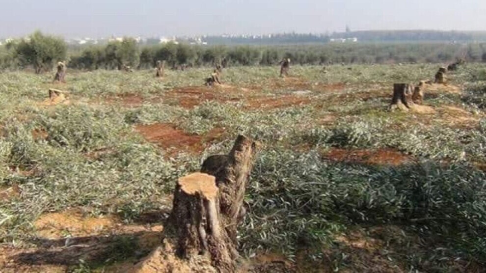 تخریب طبیعت عفرین توسط ارتش ترکیه و شبه نظامیان وابسته به آن
