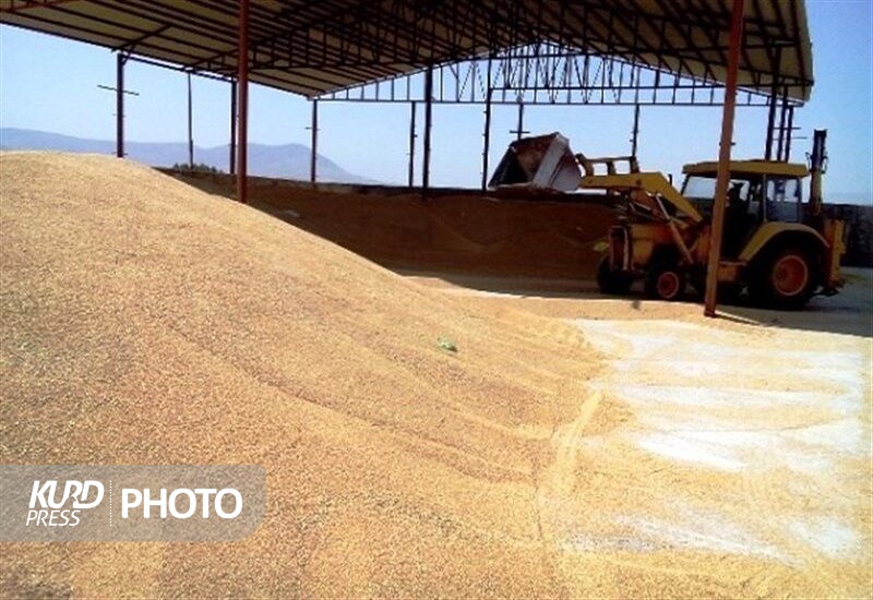 خرید تضمینی ۶۰۹ هزار تن گندم در کردستان