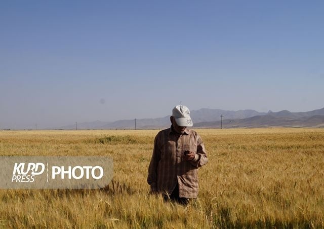 ۴۳۸ هزار تن گندم در آذربایجان غربی خریداری شد