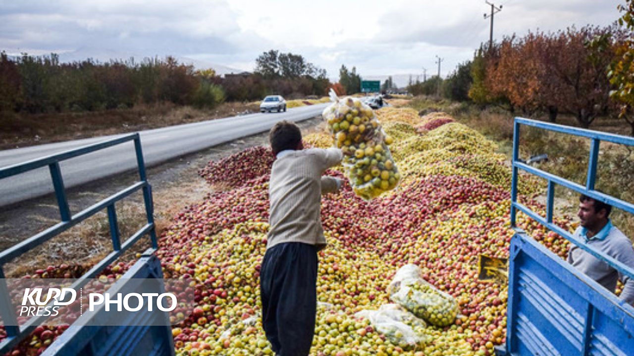 استاندار آذربایجان‌غربی: بازار سیب استان در زمان برداشت مدیریت شود