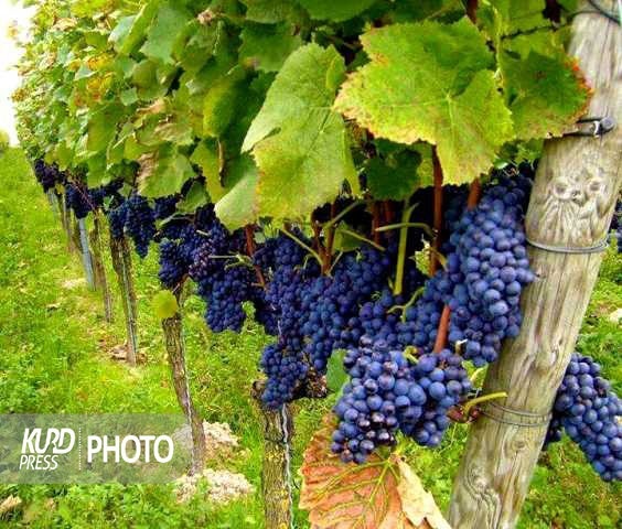 سومین دوره جشنواره انگور سیاه سردشت برگزار می شود