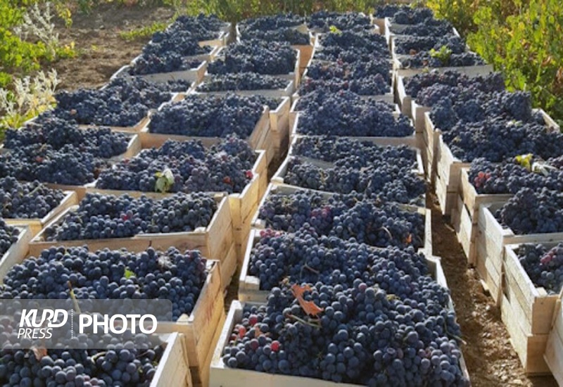 سالانه 141 هزار تن انگور در کردستان تولید می شود