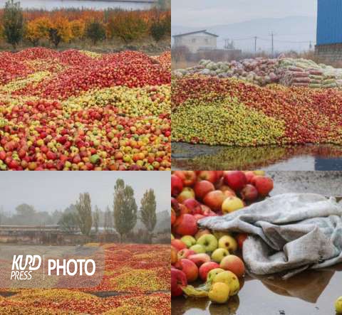 تراژدی سیب در آذربایجان غربی؛ داستان فقط نامدیریتی است