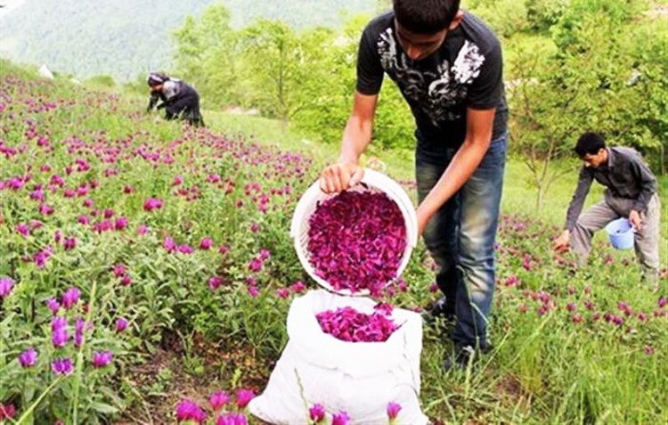 ٣ هزار هکتار گیاهان دارویی در آذربایجان غربی کشت می شود