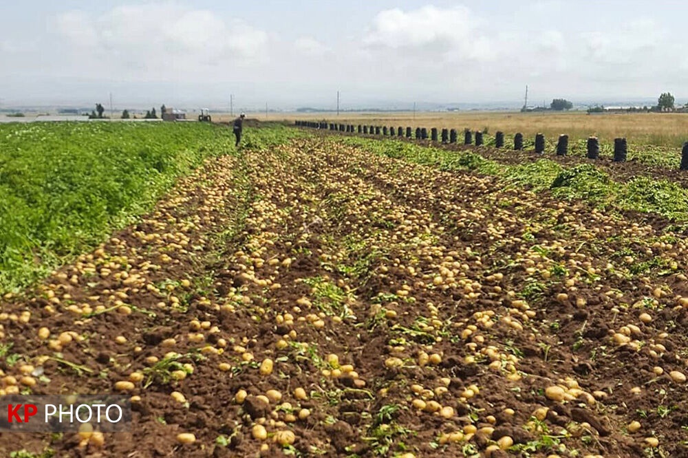 پیش بینی برادشت 140 تن سیب زمینی در دهگلان