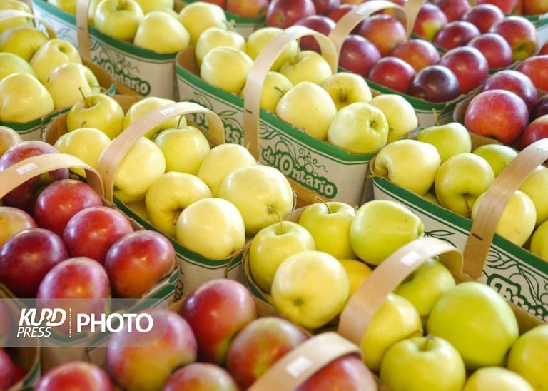 ۵۰۰هزار تن سیب در سردخانه های آذربایجان غربی موجود است