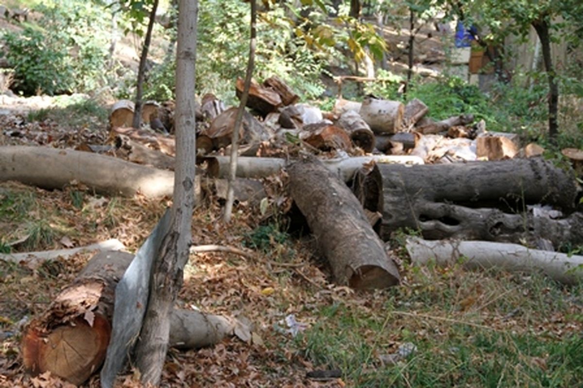 قطع شبانه ١٠٠ اصله درخت در جنگل های سردشت!