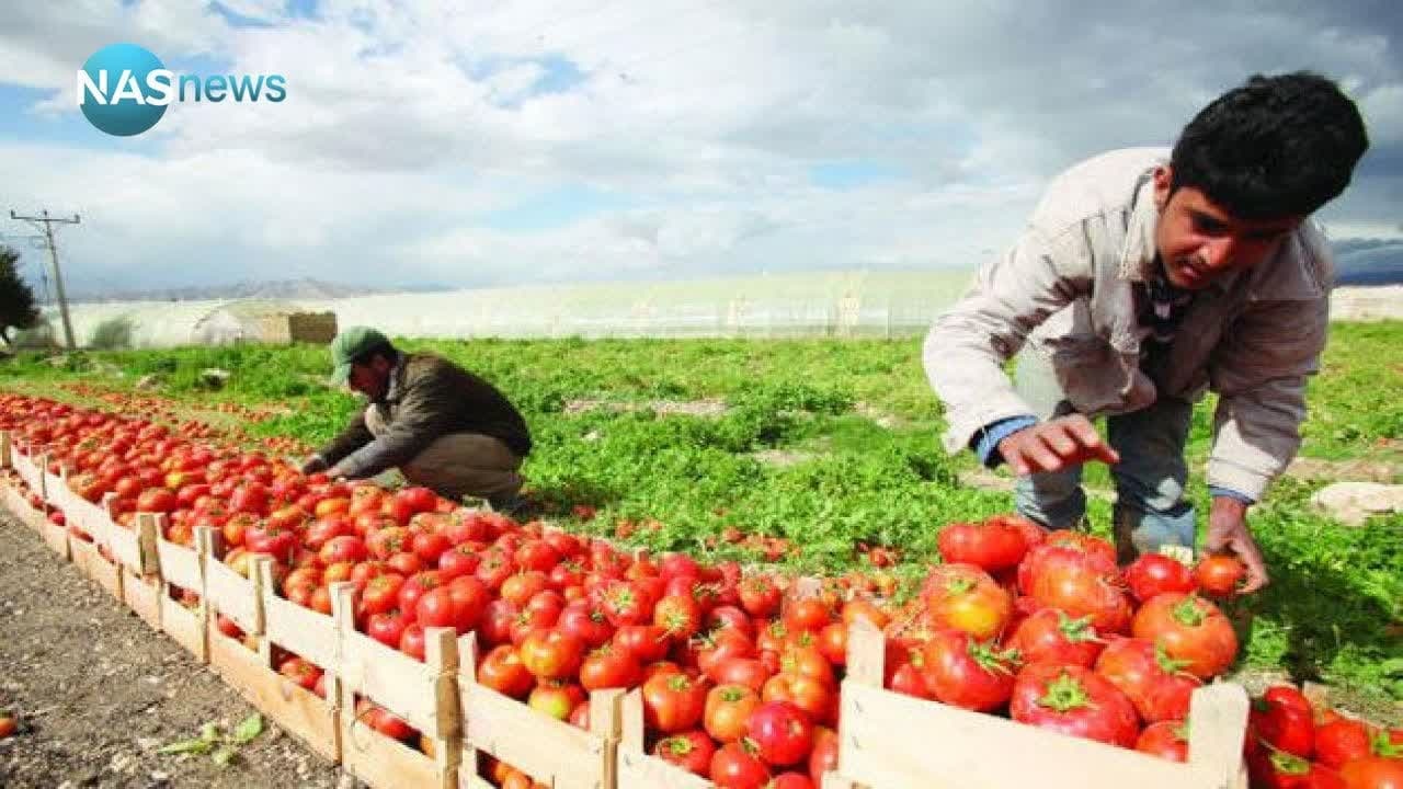 تصمیم وزارت کشاورزی عراق به ممنوع کردن  واردات گوجه فرنگی  از همه گذرگاههای مرزی این کشور