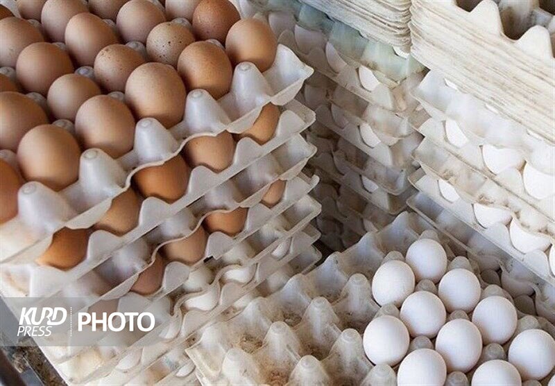 واردات ۷۰ هزار تن تخم مرغ به آذربایجان غربی/ واحدهای تخمگذار فرسوده هستند