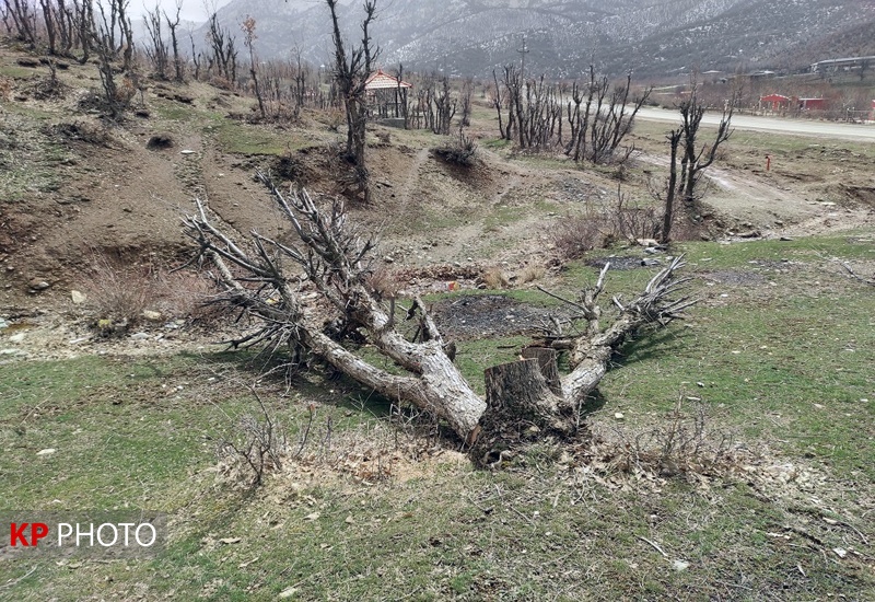 کاهش 72 درصدی کشفیات چوب قاچاق در کردستان